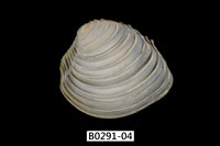 藏品(伊莎貝蛋糕簾蛤)的圖片